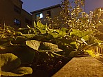 20161780 DainGeum.jpg 20161780 DainGeum.jpg